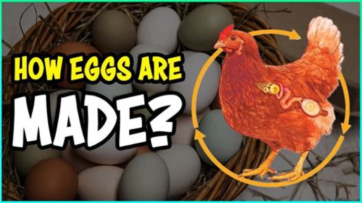 Can a Chicken Produce Eggs Without a Rooster? Understanding the Science Behind Egg Production