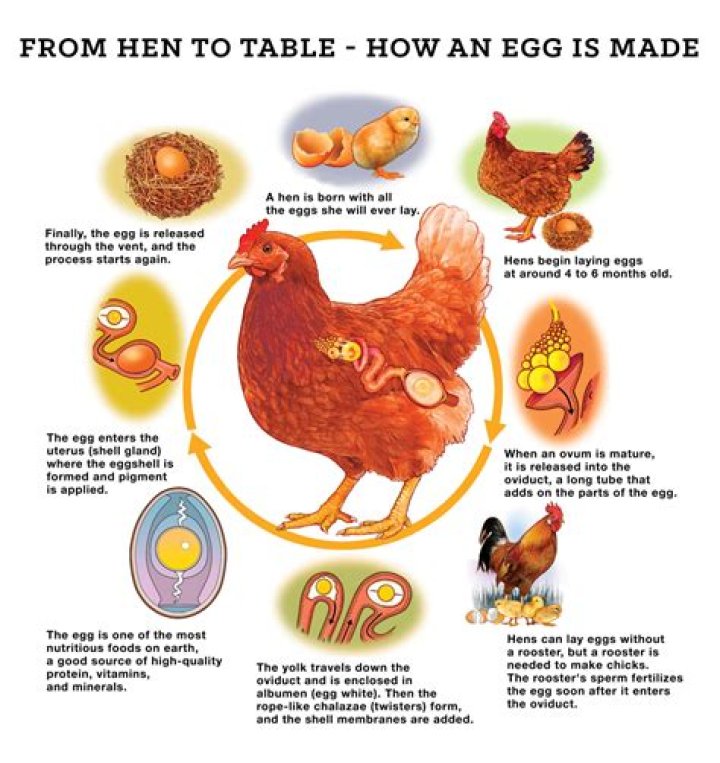 Chickens Produce Eggs Without Rooster: A Comprehensive Guide