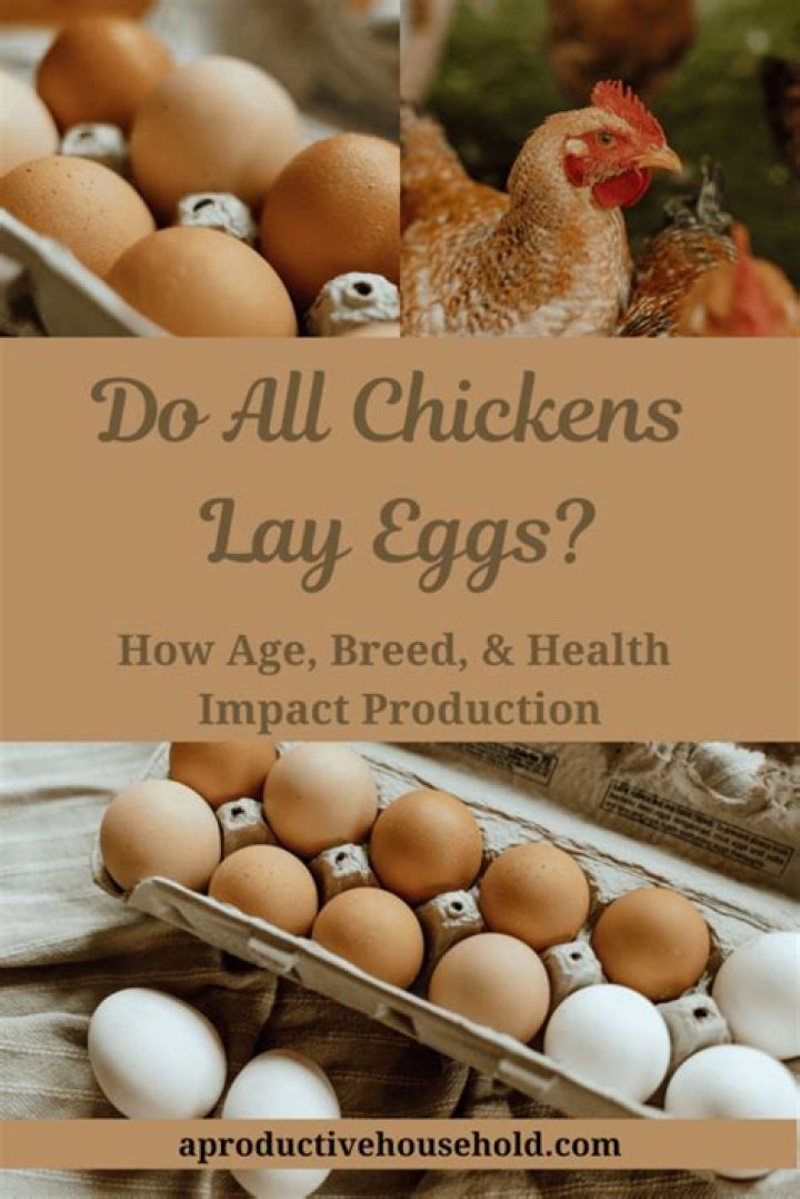 Do Chickens Make Eggs Without a Rooster? Everything You Need to Know