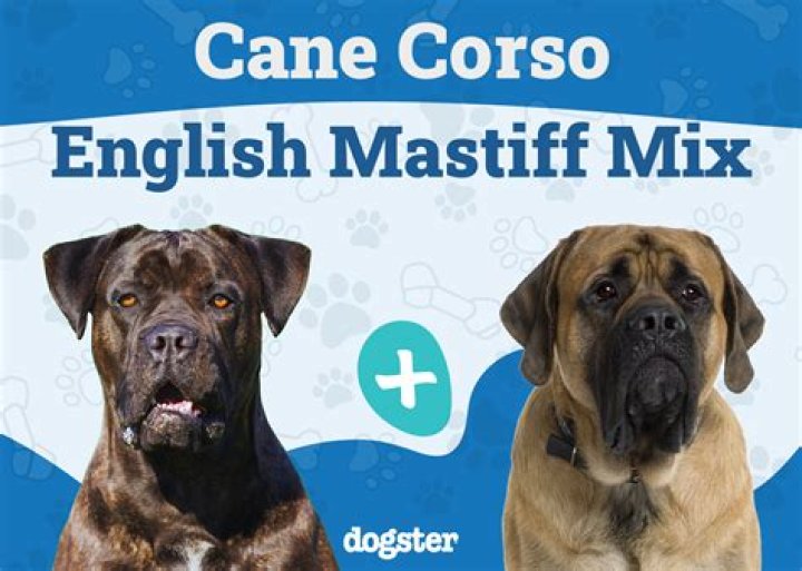 German Shepherd and English Mastiff Mix: The Ultimate Guide to This Majestic Hybrid