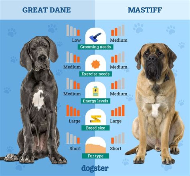 German Shepherd vs English Mastiff: A Comprehensive Comparison
