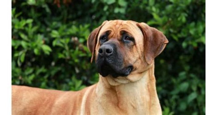 Mastiff Shepherd: A Comprehensive Guide to Understanding This Remarkable Hybrid Breed
