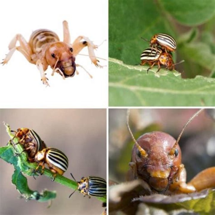 Potato Bug in Spanish: A Comprehensive Guide to Understanding This Fascinating Creature