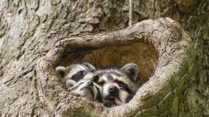 Raccoon Sleeping Habits: Unveiling Their Nocturnal Routine and Rest Patterns