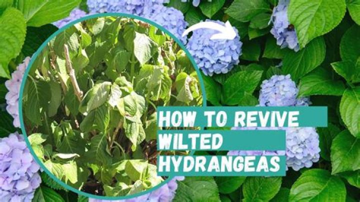 Revitalizing Underwatered Roses: A Comprehensive Guide to Reviving Your Beloved Blooms