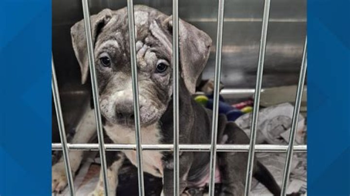 Richmond SPCA Adoption: A Lifeline for Pets and Their Forever Families