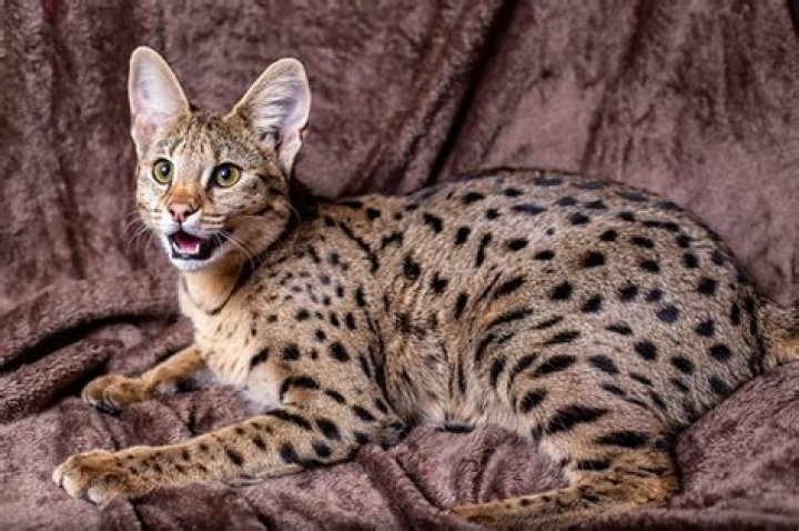 Savannah Cat Adopt: A Comprehensive Guide for Potential Owners