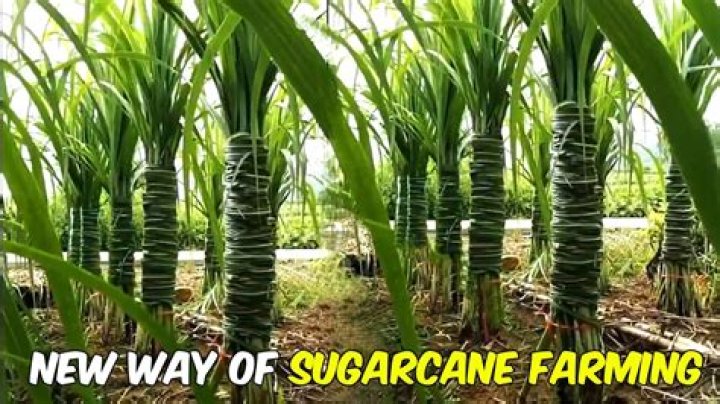 Sugarcane Seed: The Foundation of Sweet Success in Agriculture