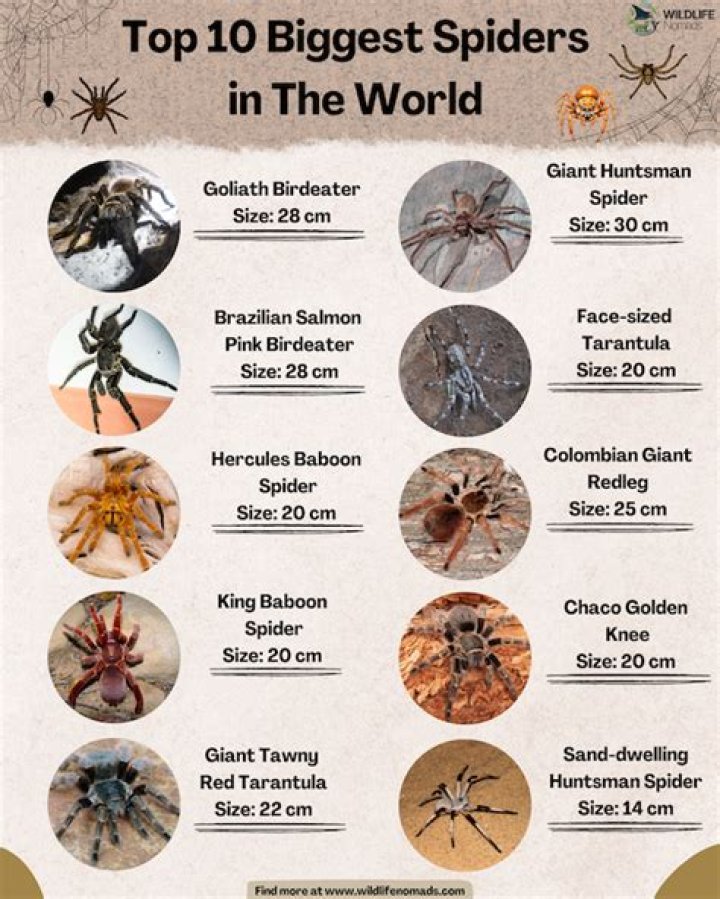 The Goliath Spider: The World's Largest Spider and Its Fascinating Secrets