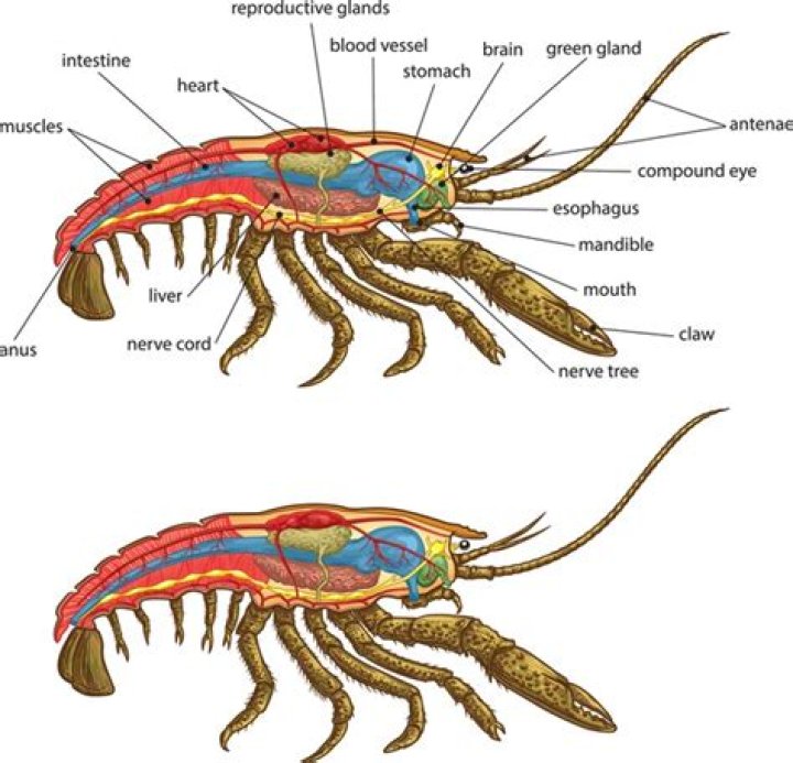 Understanding Shrimp.Internal Temp: A Comprehensive Guide